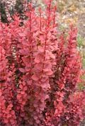 orange rocket barberry